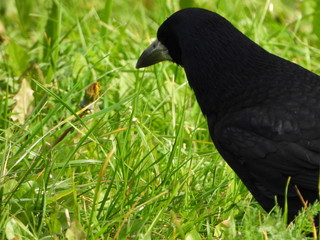 Birds are our friends.
