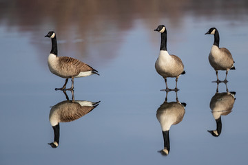 Canada Goose (Branta canadensis) group standing on frozen lake with water reflexion, Baden-Wuerttemberg, Germany