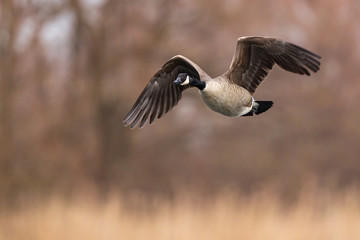 Canada Goose (Branta canadensis) flying over lake with reeds, Baden-Wuerttemberg, Germany