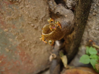 Apidae Melipona building their nest
