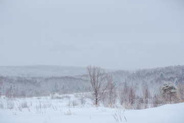Fototapeta na wymiar Snow fairy forest. Winter forest. Taiga snow forest.