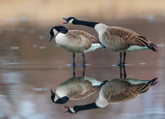 Canada Goose (Branta canadensis) pair standing on frozen lake with one bird yelling at the other bird, Baden-Wuerttemberg, Germany