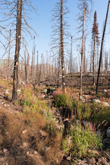 Routt National Forest Recreation Area with Big Creek Lakes and campground on the edge of Mount Zirkel Wilderness. Post-fire view of Beaver Creek Fire of 2016.