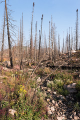 Routt National Forest Recreation Area with Big Creek Lakes and campground on the edge of Mount Zirkel Wilderness. Post-fire view of Beaver Creek Fire of 2016.