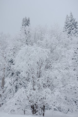 Snow fairy forest. Winter forest. Taiga snow forest.