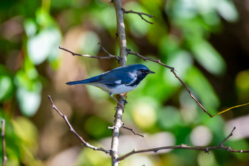 Black-throated Blue Warbler Perched in a Tree Looking Right