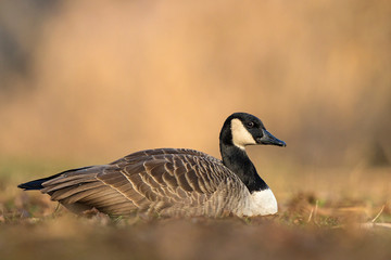 Canada Goose (Branta canadensis) sitting on meadow at lake shore, Baden-Wuerttemberg, Germany