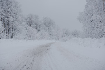 Snow fairy forest. Winter forest. Taiga snow forest.