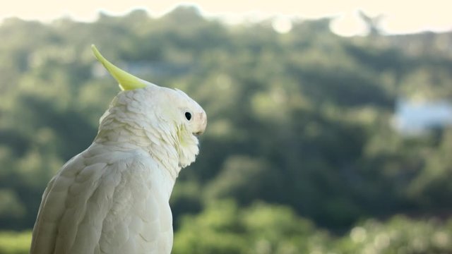 Close up of a cockatoo