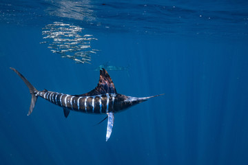 Striped Marlin Mexico Baja California マカジキ バハカリフォルニア半島