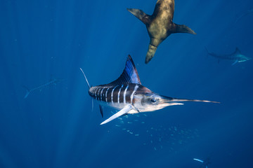 Striped Marlin with sea lion  Mexico Baja California マカジキ バハカリフォルニア半島
