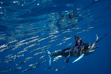 Striped Marlin Mexico Baja California マカジキ バハカリフォルニア半島