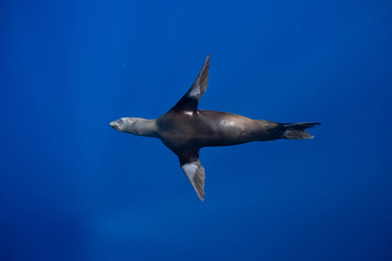 Sea lion Mexico Baja California アシカ バハカリフォルニア半島