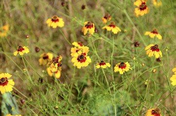 field of wild flowers closeup