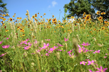 field of yellow and pink flowers