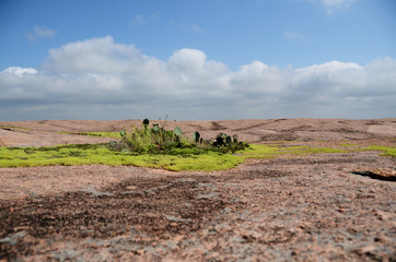 vernal pool at enchanted rock texas