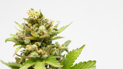 Cannabis Og Kush Marijuana Weed Bud Flower Close Up Macro In White Background