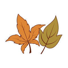 Isolated two autumn leaves vector design