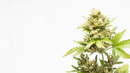 Cannabis Og Kush Marijuana Weed Bud Flower Close Up Macro In White Background