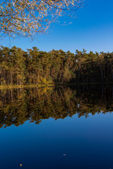 Fototapeta premium Golden Polish Autumn with reflection of the trees in Black Lake Niepolomice Forest Poland October 2019