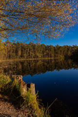 Golden Polish Autumn with reflection of the trees in Black Lake Niepolomice Forest Poland October 2019