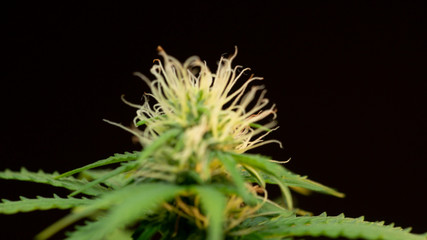 Cannabis Plant Weed Marijuana Bud Close Up in Black Background