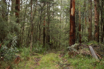 twisted branches of native old Eucalyptus gum trees in a heavily forested national park on a rainy winters day in Central Victoria, Australia
