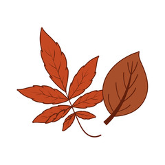 Isolated two autumn leaves vector design