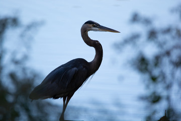 Great Blue Heron in the Evening Shade