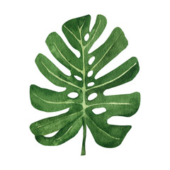 Tropical leaves and elements. Jungle botanical watercolor illustrations. Floral elements, such as monstera leaves. Hand drawn plant for decoration