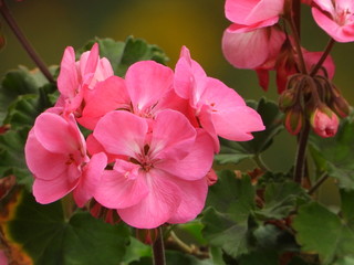 Obraz premium Flowers Beauty of nature.