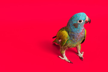 Colombian blue and green parrot on red background