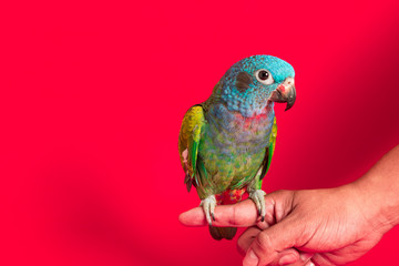 Colombian blue and green parrot on red background