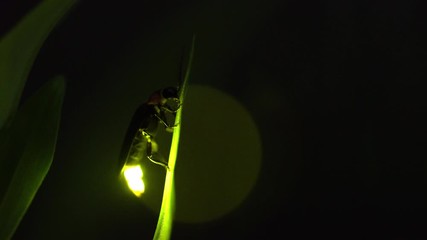 I took a video of the desperately glowing fireflies with a high sensitivity camera.