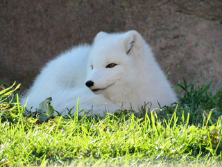 White arctic fox resting in the grass at the zoo