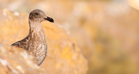 Gaviota