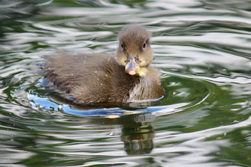 Cute baby duckling swimming in the water