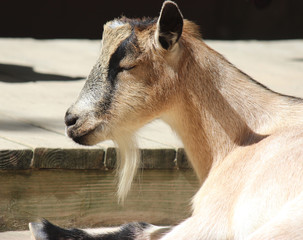 Goat looking very zen at the zoo
