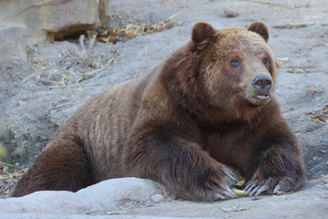 Brown bear looking very somber at the zoo