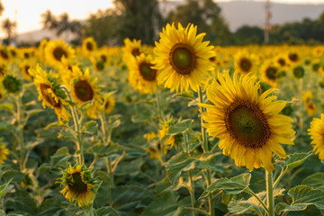 Many sunflowers bloom beautifully in a wide field.