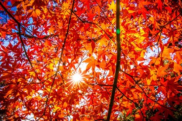 紅葉の秋