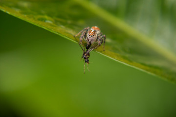 Aranha no seu momento.