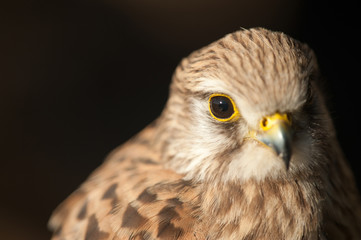 Common Kestrel closed beak dark background