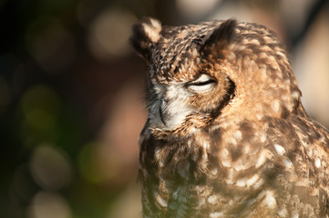 African owl eyes closed beak closed, ears raised white and gray background