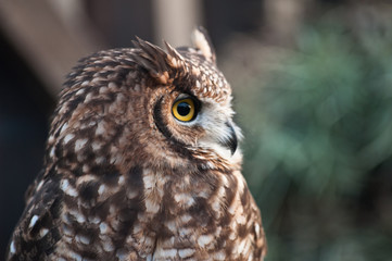 African owl beak closed, ears raised green background