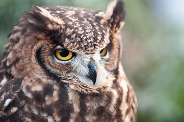 African owl with closed beak, raised ears and white background brown wooden fence