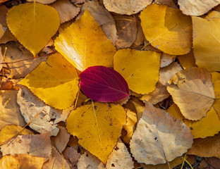 pile of colourful leaves of poplar tree (Populus spec.) in autumn colours, Heidelberg,...