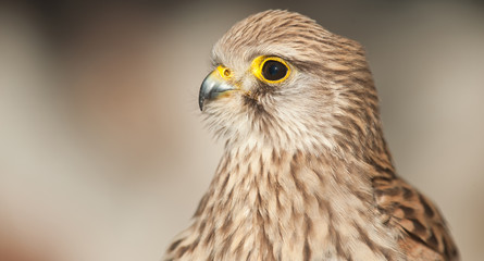common kestrel with closed beak background light colors