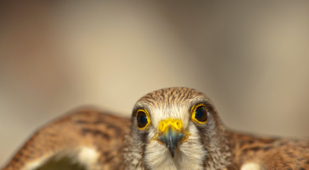 common kestrel with closed beak open wings background light colors