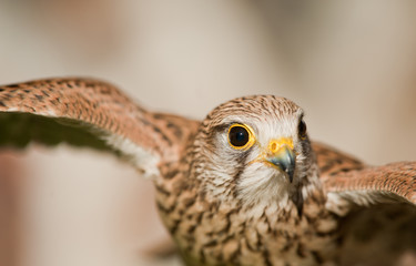 common kestrel with closed beak open wings background light colors